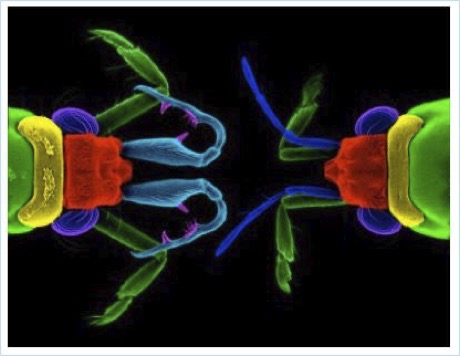 Colourized scanning electron micrographs of the front ends of male (left) and female (right) water striders Rheumatobates rylei