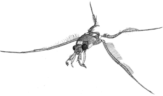 Line illustration of a water strider